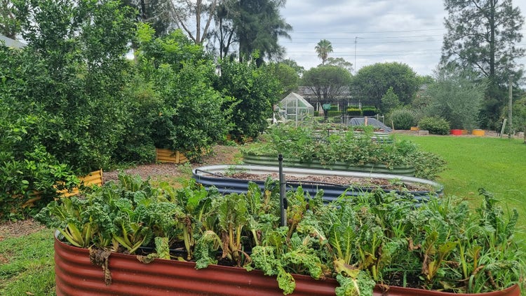 raised garden beds with vegetables growing
